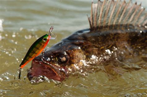 best fishing bait|The Best Bait To Use When Freshwater Fishing .